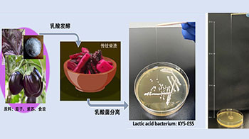東京科學大學從「柴漬」醃菜中發現新型乳酸菌，獨特結構形成高粘性