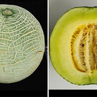 日本農研機構等利用基因編輯技術開發出可調整「最佳食用期」的網紋洋香瓜