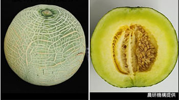 日本農研機構等利用基因編輯技術開發出可調整「最佳食用期」的網紋洋香瓜