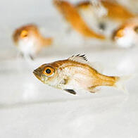 近畿大學實現高級魚種——喉黑魚的完全養殖