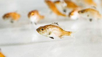 近畿大學實現高級魚種——喉黑魚的完全養殖