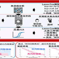 東京科學大學開發出以微RNA含量為指標的慢性腎病與心血管並發症的風險預測新技術