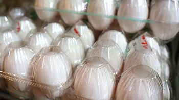 日本成育醫療中心：早期攝入雞蛋，過敏病例並未見顯著減少