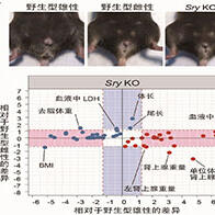 理研：Y染色體上的基因控制體型與臟器重量，對小鼠性差異實現定量數據化