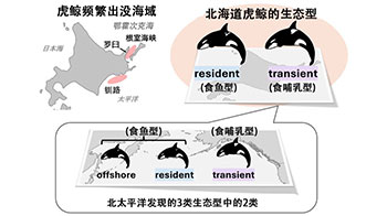 京都大學與北海道大學：北海道虎鯨分為食魚型與食哺乳型2種生態型