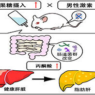 大阪公立大學：男性激素減少與果糖攝入會協同促進脂肪肝，原因為丙酮酸升高