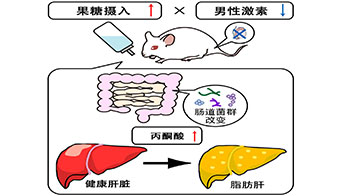 大阪公立大學：男性激素減少與果糖攝入會協同促進脂肪肝，原因為丙酮酸升高