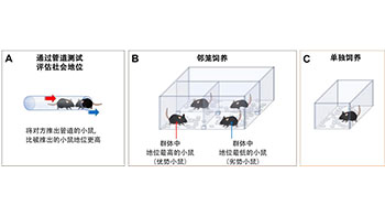 一起睡？還是一個人睡？——「社會性」改變睡眠質量