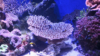 立教大學等調查發現桌形珊瑚的生存北限北移30公里，到達橫須賀市