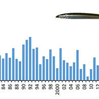 廣島大學解明玉筋魚捕撈量為何在2017年驟減？