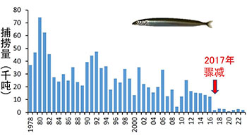 廣島大學解明玉筋魚捕撈量為何在2017年驟減？