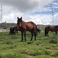 日本綜合研究大學院大學與京都大學研究發現：野生馬群互不混雜