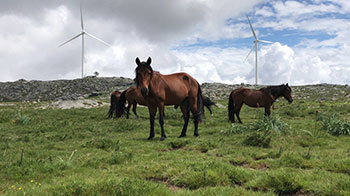 日本綜合研究大學院大學與京都大學研究發現：野生馬群互不混雜
