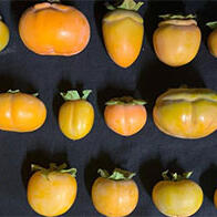 京都大學等通過三維解析揭示果實形狀的形成機制，有望催生新型栽培技術