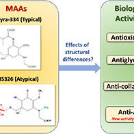 名城大學：海藻產生的MAA具有抑制血壓升高的作用