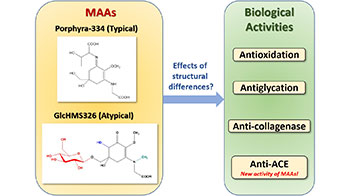 名城大學：海藻產生的MAA具有抑制血壓升高的作用
