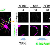 大阪大學等新開發出螢光感測器Gachapin，即時視覺化細胞的瞬時接觸及「自接觸」