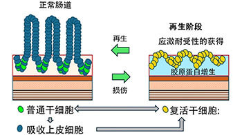 東京科學大學發現支撐腸道再生的復活幹細胞新機制