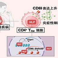 千葉大學鎖定慢性發炎的致病蛋白，為開發氣喘及自體免疫疾病新療法開闢道路