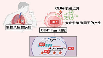 千葉大學鎖定慢性發炎的致病蛋白，為開發氣喘及自體免疫疾病新療法開闢道路