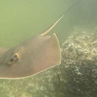 長崎大學在有明海發現新種赤魟，逾20年紮實研究完成分類修訂