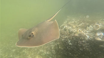 長崎大學在有明海發現新種赤魟，逾20年紮實研究完成分類修訂