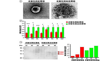 東京大學等成功利用光觸媒滅活高致病性禽流感病毒