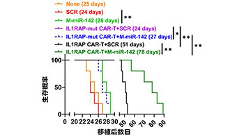 東海大學提出白血病CAR-T治療新策略，聯合microRNA同時增強治療效果與持久性