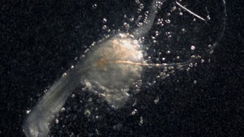 理研等發現生髮的「第三種細胞」，助力脫髮症新型療法