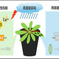 奈良先端科學技術大學院大學等發現植物也除濕，闡明高濕度環境下植物與病原菌的攻防機制