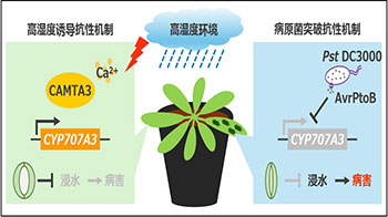 奈良先端科學技術大學院大學等發現植物也除濕，闡明高濕度環境下植物與病原菌的攻防機制