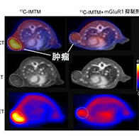QST開發出兼具診斷與治療的藥劑，單次給藥即可對原發竈和轉移竈產生腫瘤抑制效果