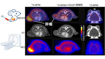 QST開發出兼具診斷與治療的藥劑，單次給藥即可對原發竈和轉移竈產生腫瘤抑制效果
