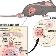 慶應義塾大學與福島大學等發現腸道細菌與大腦及神經疾病相關，派爾集合淋巴結的T細胞誘發腦脊髓炎