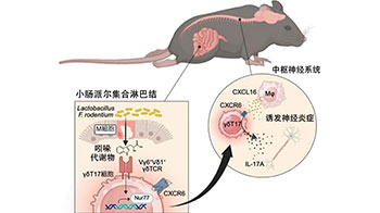 慶應義塾大學與福島大學等發現腸道細菌與大腦及神經疾病相關，派爾集合淋巴結的T細胞誘發腦脊髓炎