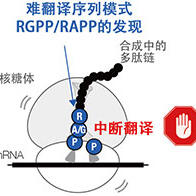 發現細菌共有合成困難氨基酸的「難翻譯序列」模式，或為未知生理功能