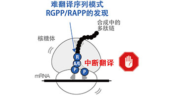 發現細菌共有合成困難氨基酸的「難翻譯序列」模式，或為未知生理功能