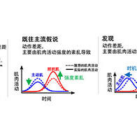 NTT全球首次闡明為何人的動作會做不到位的大腦機制
