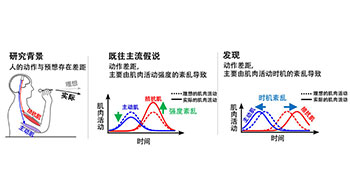 NTT全球首次闡明為何人的動作會做不到位的大腦機制