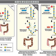名古屋大學提出「細菌性便秘」新概念，兩種腸道細菌互利共生