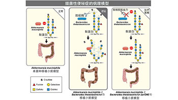 名古屋大學提出「細菌性便秘」新概念，兩種腸道細菌互利共生