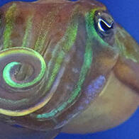 「和我交朋友吧？」——用偏光求偶的針烏賊