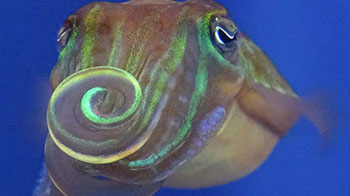 「和我交朋友吧？」——用偏光求偶的針烏賊