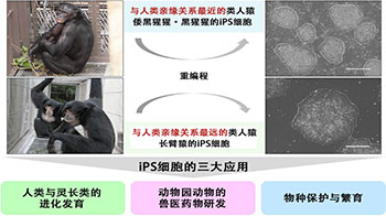京都大學與廣島大學成功製備出倭黑猩猩和長臂猿的iPS細胞，誘導出「四肢的起源」細胞——旨在保護瀕危物種與生物多樣性