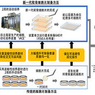 東海大學確立軟骨細胞片量產技術，為膝骨關節炎「保關節治療」開闢道路