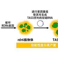 日本產綜研開發出可量產功能性蛋白質的植物