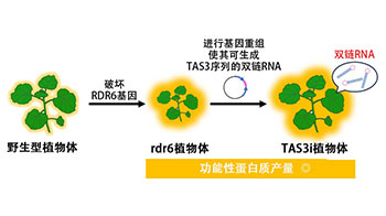 日本產綜研開發出可量產功能性蛋白質的植物