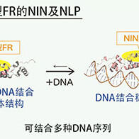 筑波大學闡明豆科植物與根瘤菌共生的進化機制，有望為減少氮肥實現可持續農業做出貢獻