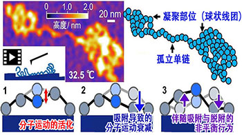 九州大學與東京科學大學發現界面非平衡行為決定黏合劑性能，有望開發出「牢固粘接、輕鬆剝離」的新技術