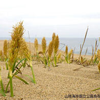 岐阜大學等從濱麥草中提取出可抑制難治性乳腺癌增殖的化合物